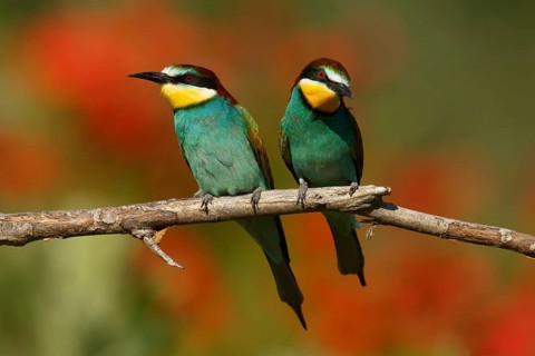 European Bee-eater (Merops apiaster) pair, Piedmont, Italy, Europe