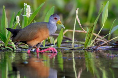 Gray-necked Wood-Rail (Aramides cajanea) feeding near a small pond in the Pantanal region of Brazil