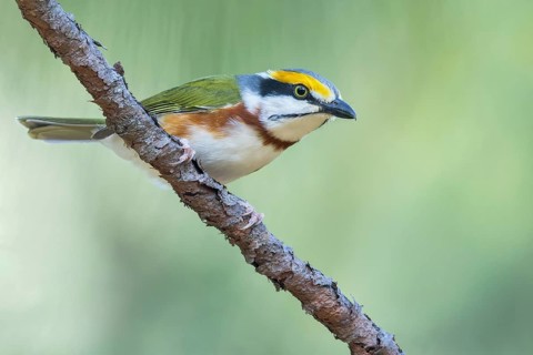 Chestnut-sided Shrike-Vireo (Vireolanius melitophrys) perched on a branch in Oaxaca, Mexico,
