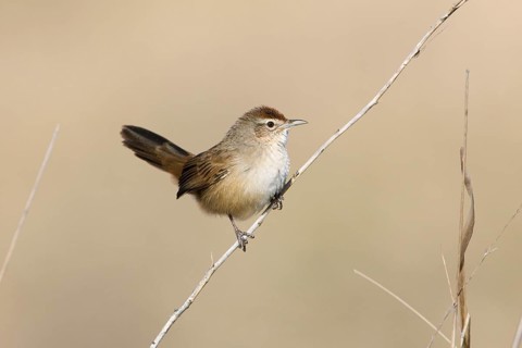 Spinifexbird (Megalurus carteri) perched on a twig, Northern Territory, Australia, Oceania