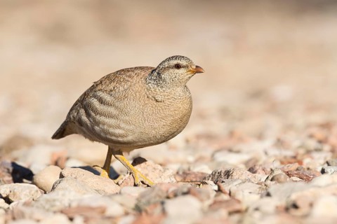 Sand Partridge (Ammoperdix heyi) female, Eilat, Israel, Asia