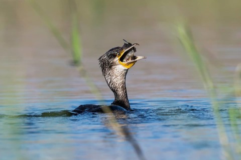 Great Cormorant (Phalacrocorax carbo) eating fish, Eilat, Israel, Asia