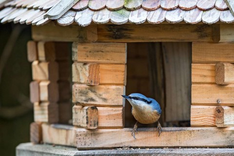 Eurasian Nuthatch (Sitta europaea) at winter feeder, Bavaria, Germany, Europe