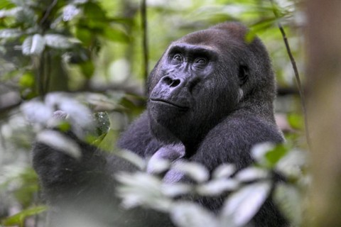 Western lowland gorilla (Gorilla gorilla gorilla), male, silverback, Baï-Hokou, Dzanga-Ndoki