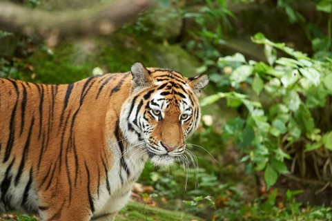 Close-up of a Siberian tiger (Panthera tigris altaica) in late summer, captive