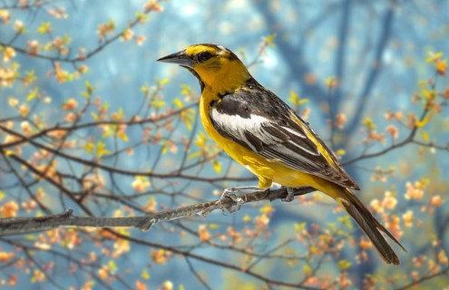 Bullock's oriole bird close-up perched on a branch in the meadow