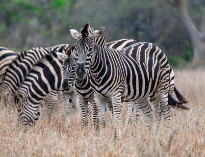 Plains zebras (Equus quagga), mother with young, in high grass, Kruger National Park, South Africa,