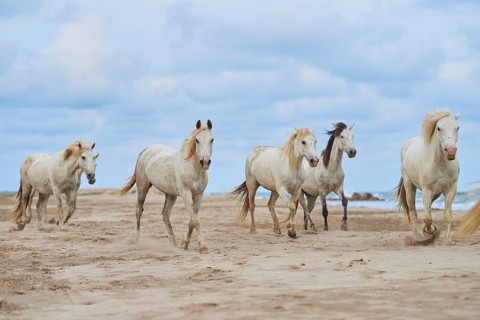 Five white Camargue horses gallop freely across a sandy beach under a cloudy sky, Camargue, France,
