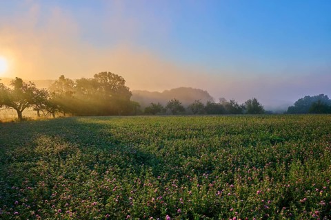 Sunrise over a misty clover field with fruit trees bathed in golden light, Großheubach, Miltenberg,