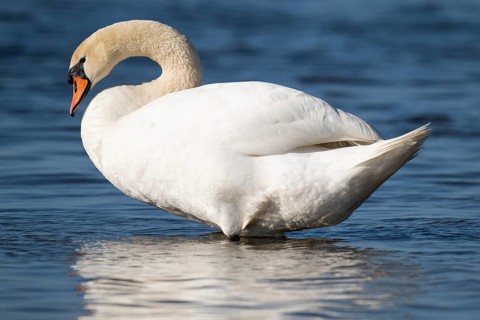 Mute swan (Cygnus olor), Bagges Dæmning, Ringkøbing Fjord, Denmark, Europe