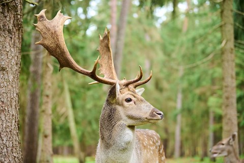 European fallow deer (Dama dama) stag in a forest, portrait, Bavaria, Germany, Europe