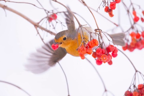 European robin (Erythacus rubecula) with snowball berries Germany