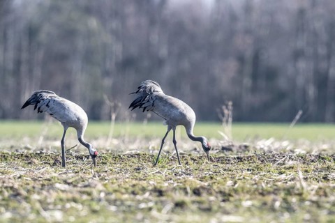 Cranes (Grus grus), Emsland, Lower Saxony, Germany, Europe