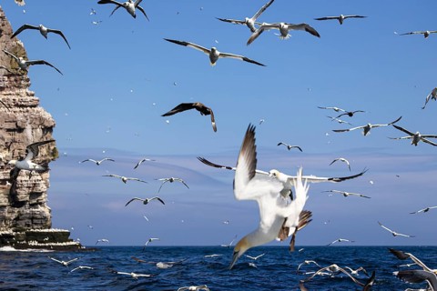 Northern gannet (Morus bassanus) and Great skua (Stercorarius skua) in flight close to the water