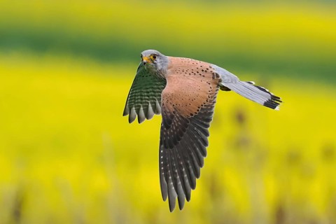 A Common Kestrel (Falco tinnunculus) flies over a flowering rape field Hesse, Germany, Europe