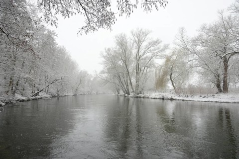 Winter landscape by a river, willows (Salix) and alders (Alnus) on the bank in dense snowfall,