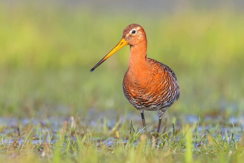 Black-tailed godwit (Limosa limosa) running in wet meadow, snipe birds, wildlife, nature