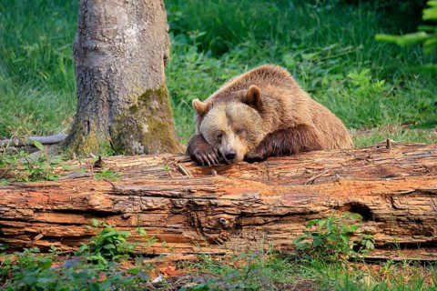 Eurasian brown bear (Ursus arctos arctos), half-grown young, resting, tree trunk, in summer,