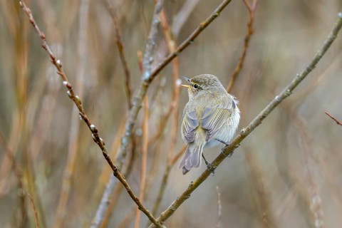 Willow Warbler (Phylloscopus trochilus), Rhineland-Palatinate, Germany, Europe