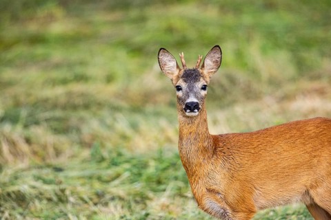 Roe deer (Capreolus capreolus) Buck rutting Germany