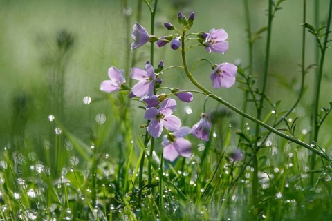 Meadowfoam (Cardamine) on a spring meadow, April, Germany, Europe