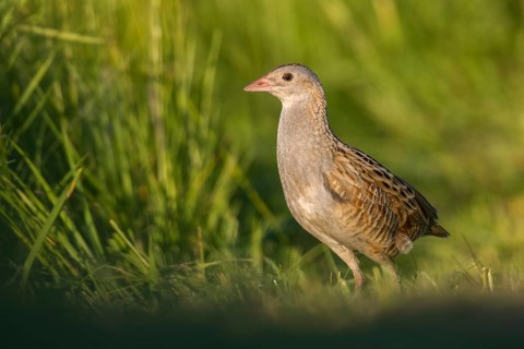 Corn Crake (Crex crex) Männchen, Poland, Europe