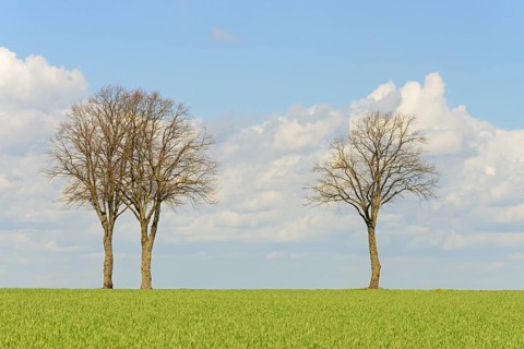 Row of trees, bare lime trees (Tilia) on a green grain field, blue cloudy sky, North