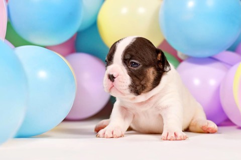Tiny French Bulldog dog puppy between colorful balloons