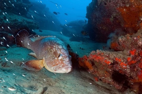 Underwater photo of Dusky Grouper (Epinephelus marginatus) swimming through narrow canyon in rocky