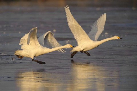 Whooper Swan (Cygnus cygnus) flying, Lower Saxony, Germany, Europe