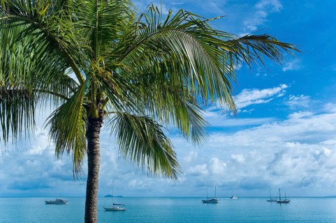 Bay with palm tree, sailing ships, travel, holiday, sea, tropics, nice weather, Arlie Beach,