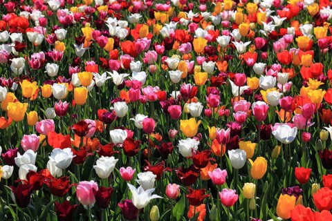 Many colourful tulips in one area