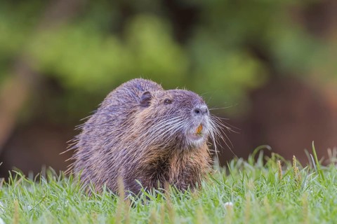 Nutria (Myocastor coypus) eats, Lower Austria, Austria, Europe