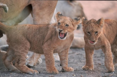 Lion (Panthera leo) cub Chobe National Park, Botswana, Africa
