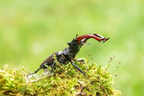 Stag beetle (Lucanus cervus), on moss, Austria, Europe