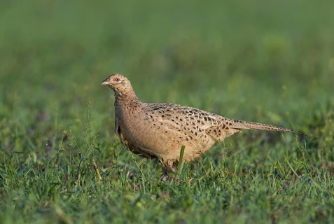 Pheasant (Phasianus colchicus), Hen in the Grass, Upper Austria, Austria, Europe