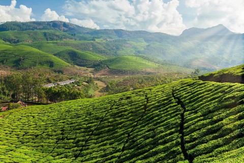 Evergreen Tea plantations of indian tea, Munnar, Kerala, South India
