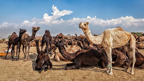 Panoramic image of camels at Pushkar Mela (Pushkar Camel Fair) . Pushkar, Rajasthan, India, Asia