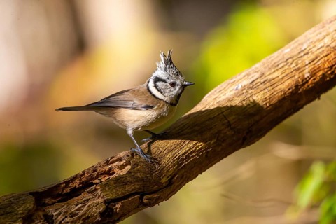 Crested Tit (Parus cristatus), Germany, Europe