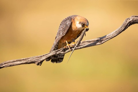 Red-footed falcon (Falco vespertinus) female, with captured lizard, Hungary, Europe