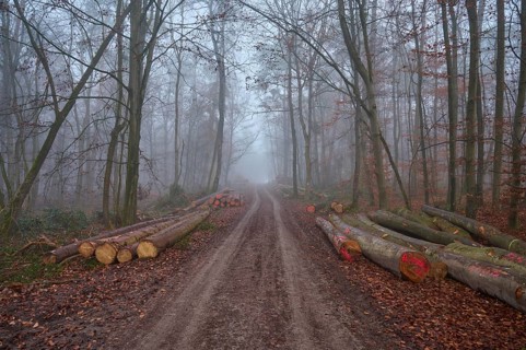Forest path with logs at foggy morning, Kreuzwertheim, Spessart, Bavaria, Germany, Europe