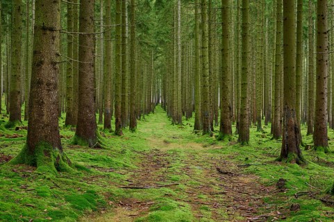 Spruce tree forest with path, Odenwald, Hesse, Germany, Europe