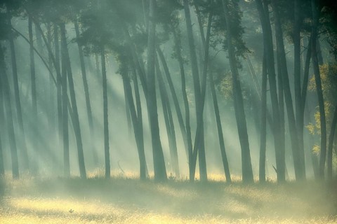 Scots pine forest (Pinus silvestris) in autumnal sunny light, Lower Rhine, North Rhine-Westphalia,