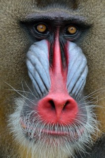 Mandrill (Mandrillus sphinx), male, animal portrait, captive, South-West Region, Cameroon, Africa