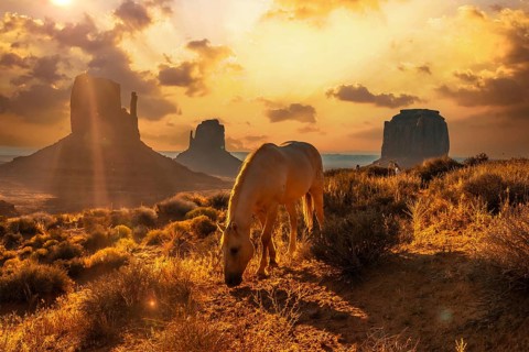 A beautiful white horse eating in the dawn of Monument Valley, Utah