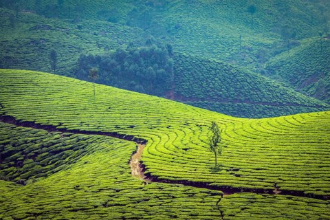 Vintage retro effect filtered hipster style image of Kerala India travel background, green tea