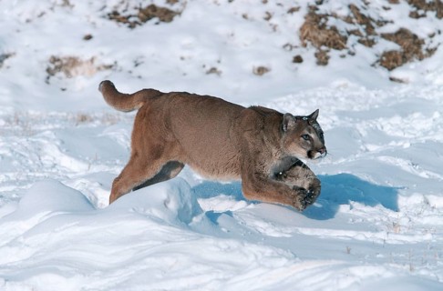 Cougar (Felis concolor)