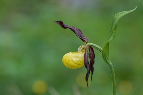 Yellow lady's slipper orchid (Cypripedium calceolus), Kalkalpen National Park, Upper Austria,