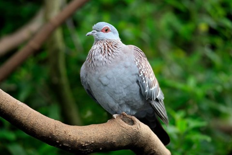Speckled Pigeon (Columba guinea), Mountain Zebra national park, South Africa, Africa