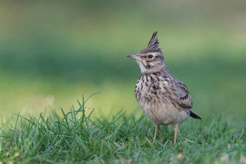 Crested lark (Galerida cristata) in the grass, Lake Neusiedl National Park, Burgenland, Austria,